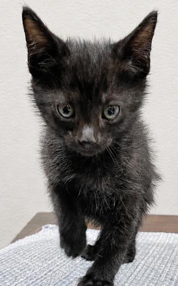 Enlarge DINO, a Adoptable Domestic Short Hair in Colorado Springs, CO image 1/1