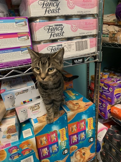 Enlarge harper, a Adoptable Domestic Short Hair in Hearne, TX image 1/5