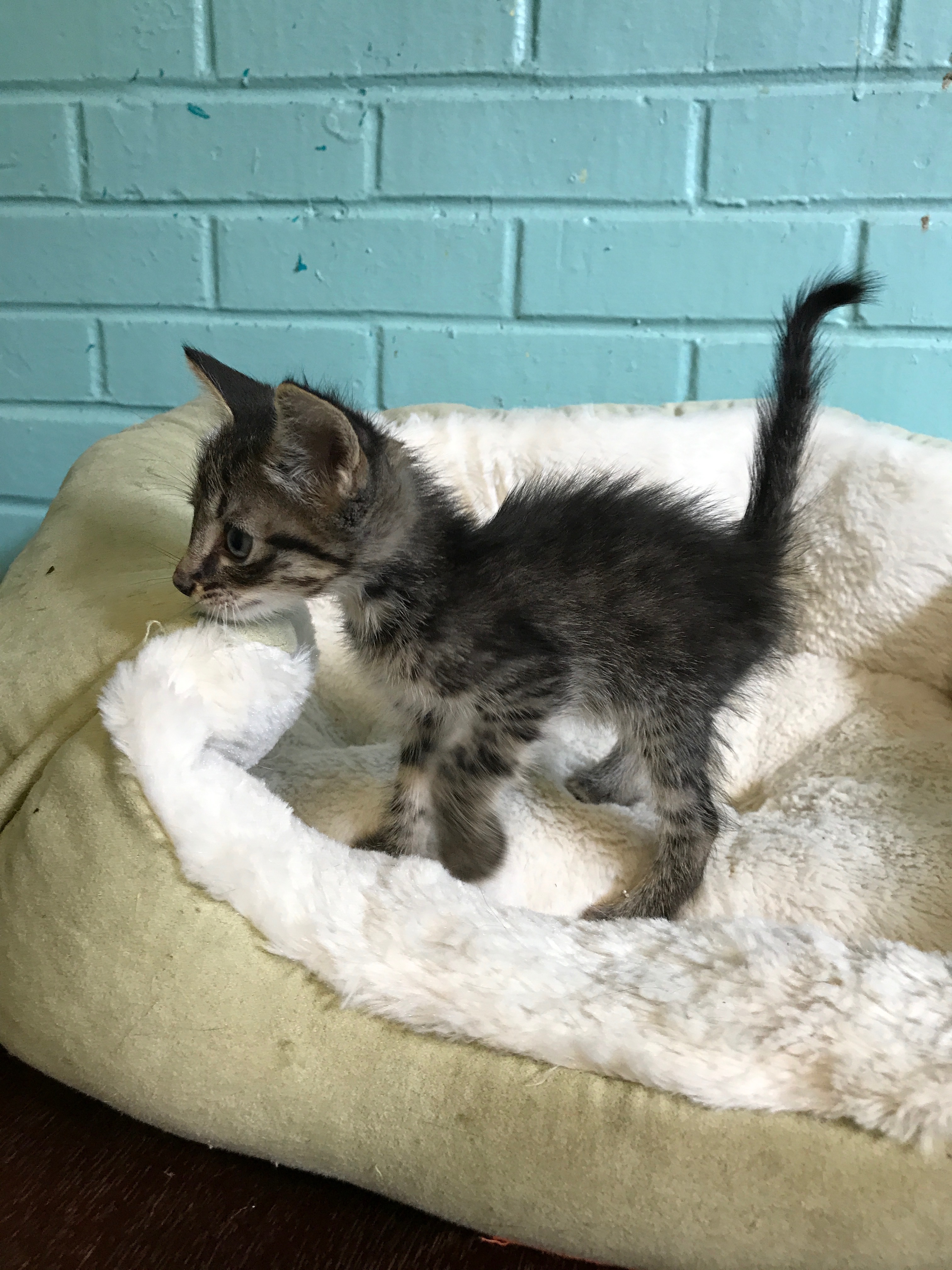 Enlarge harper, a Adoptable Domestic Short Hair in Hearne, TX image 2/5