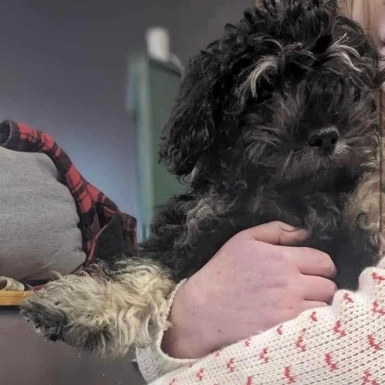 Zayne, Adopted, Puppy Male Miniature Poodle.