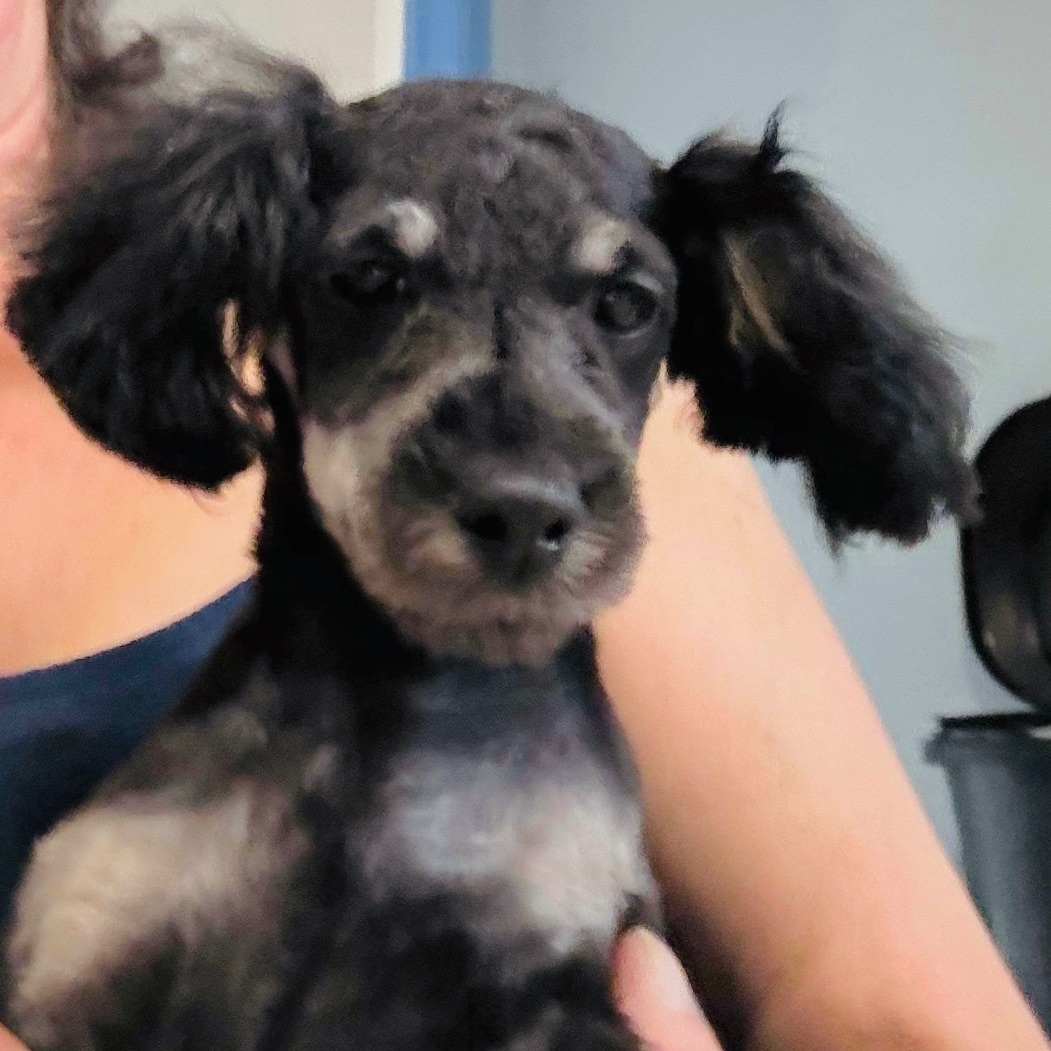 Zayne, a Adopted mixed breed in Tipp City, OH image 2/2