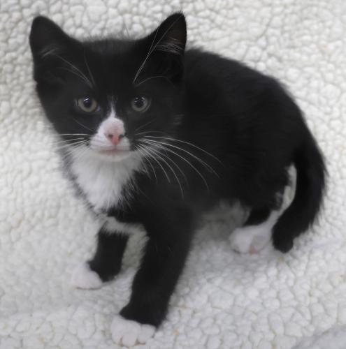 Enlarge Sed, a Adoptable mixed breed in Thief River Falls, MN image 1/1