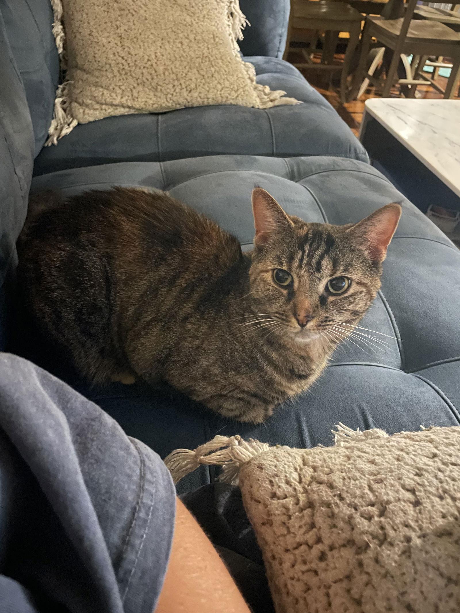 Ricky and Lucy, a Adoptable Domestic Short Hair in Brooklyn, NY image 1/3