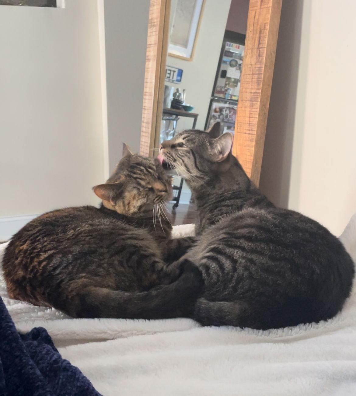 Ricky and Lucy, a Adoptable Domestic Short Hair in Brooklyn, NY image 2/3