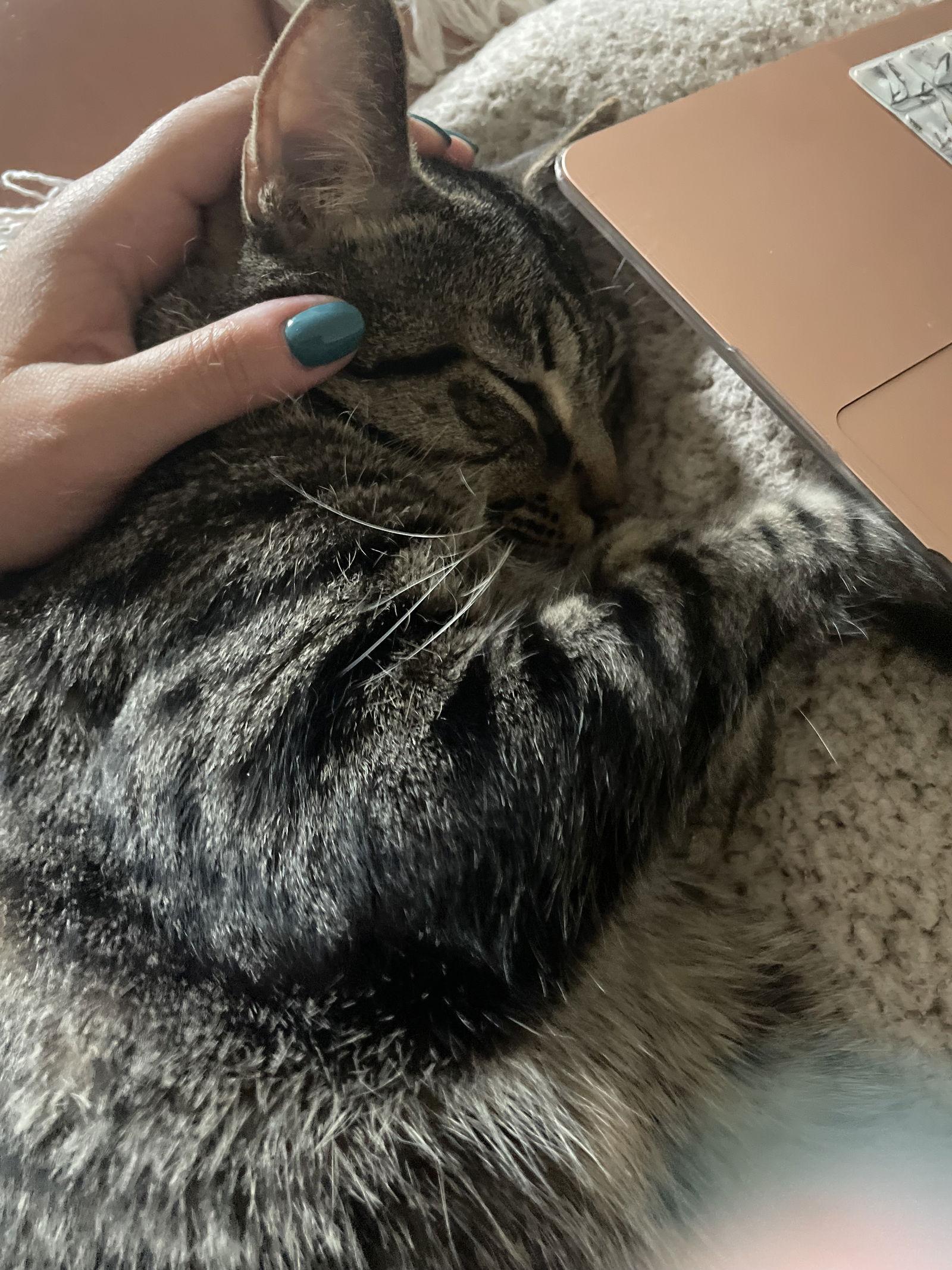 Ricky and Lucy, a Adoptable Domestic Short Hair in Brooklyn, NY image 3/3