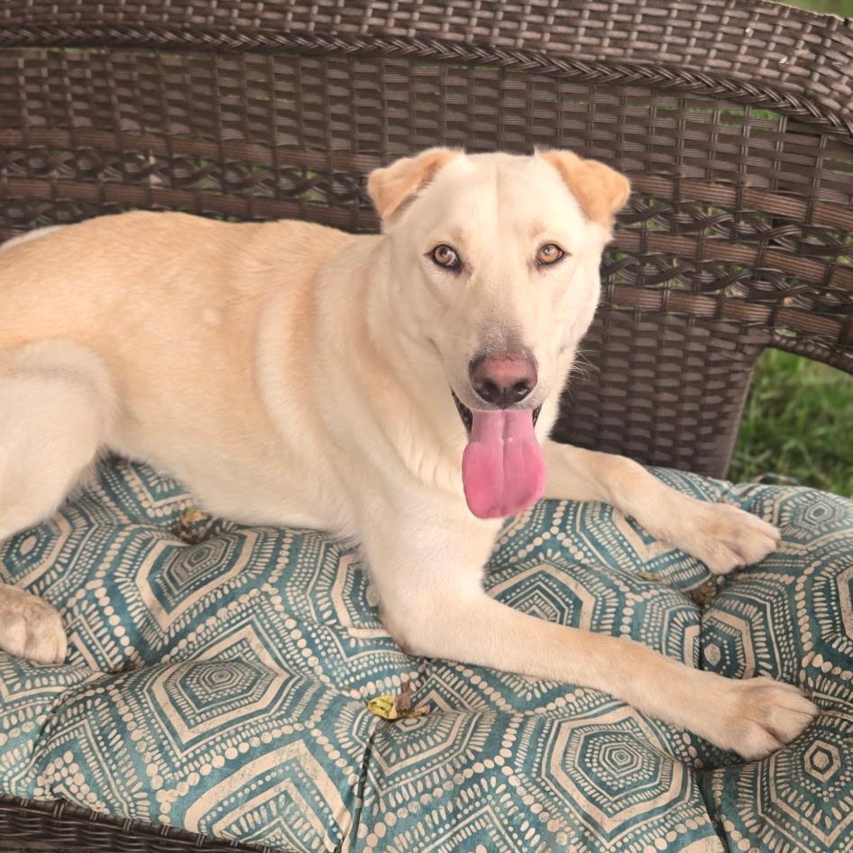 Enlarge AURA-Local, a ADOPTABLE mixed breed in Warwick, RI image 6/6