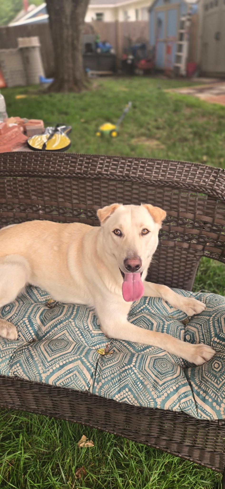AURA-Local, a ADOPTABLE mixed breed in Warwick, RI image 2/3