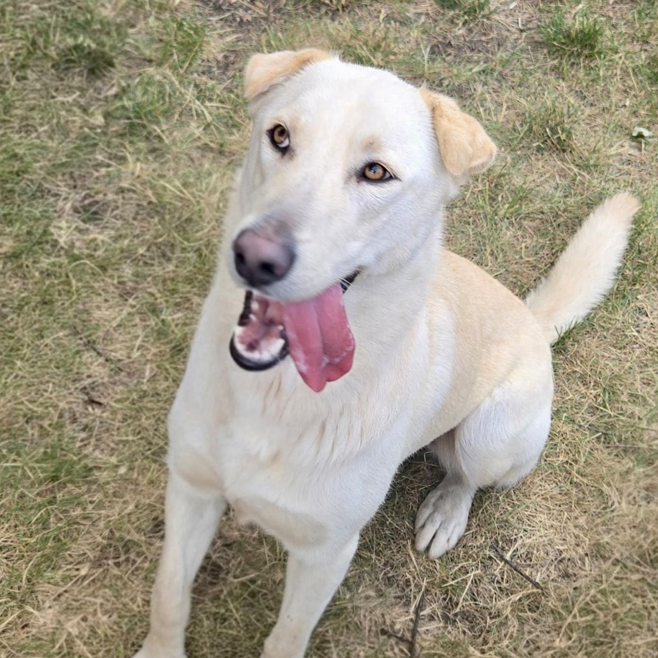 AURA-Local, a ADOPTABLE mixed breed in Warwick, RI image 6/6