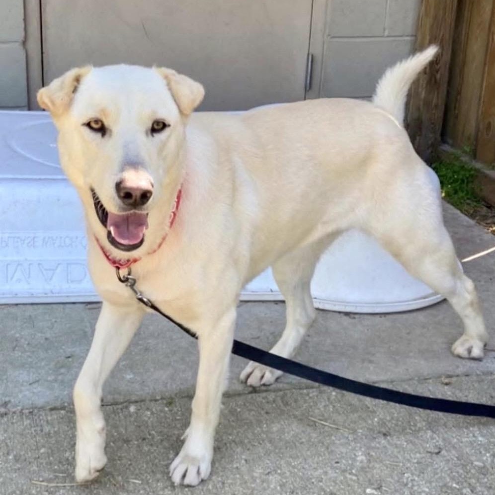 AURA-Local, a ADOPTABLE mixed breed in Warwick, RI image 3/6