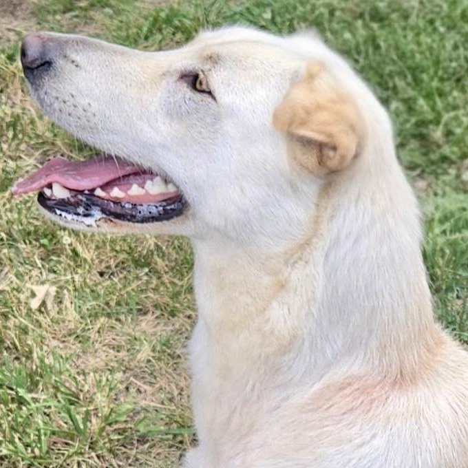 AURA-Local, a ADOPTABLE mixed breed in Warwick, RI image 5/6