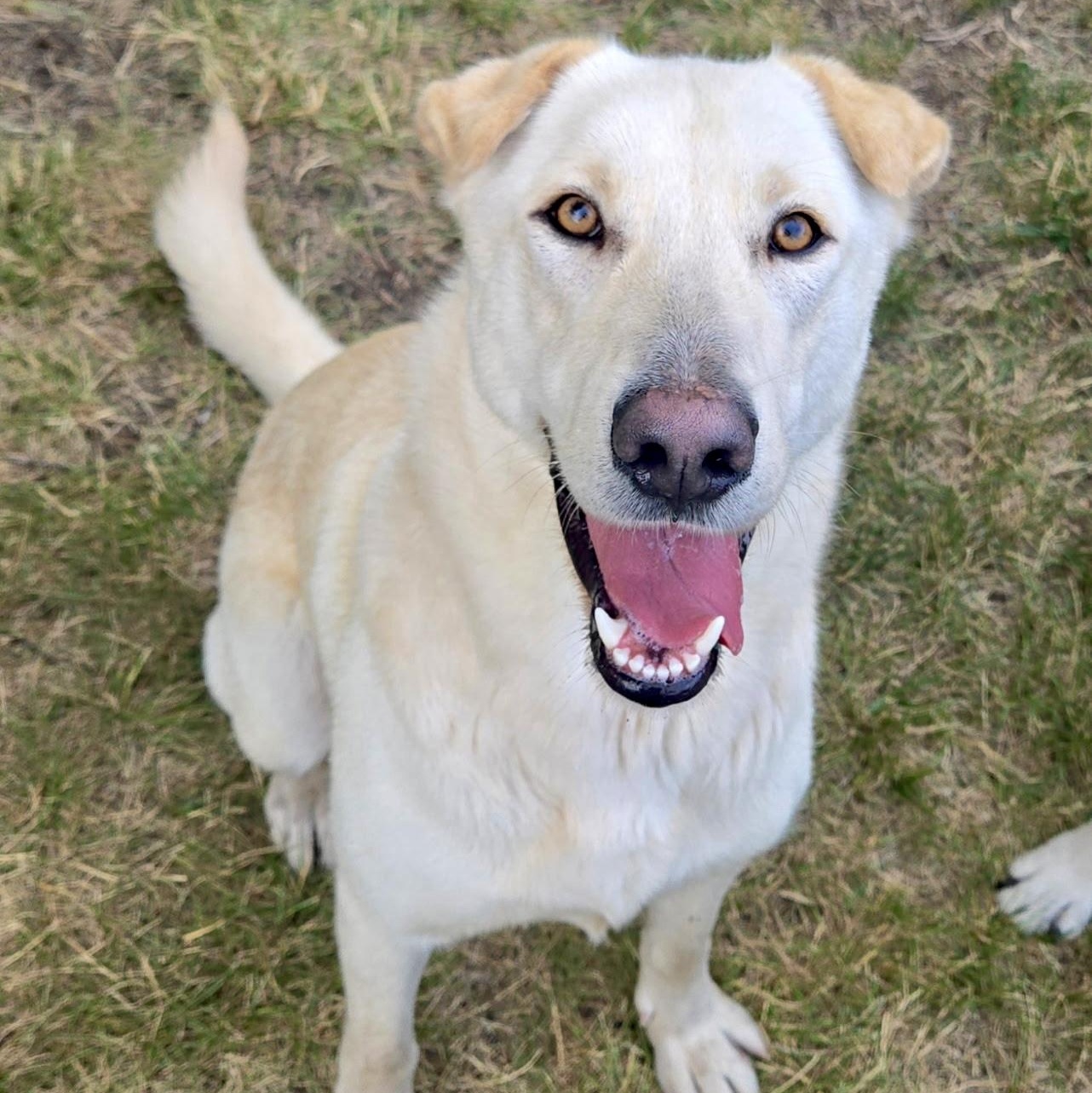 AURA-Local, a ADOPTABLE mixed breed in Warwick, RI image 2/6