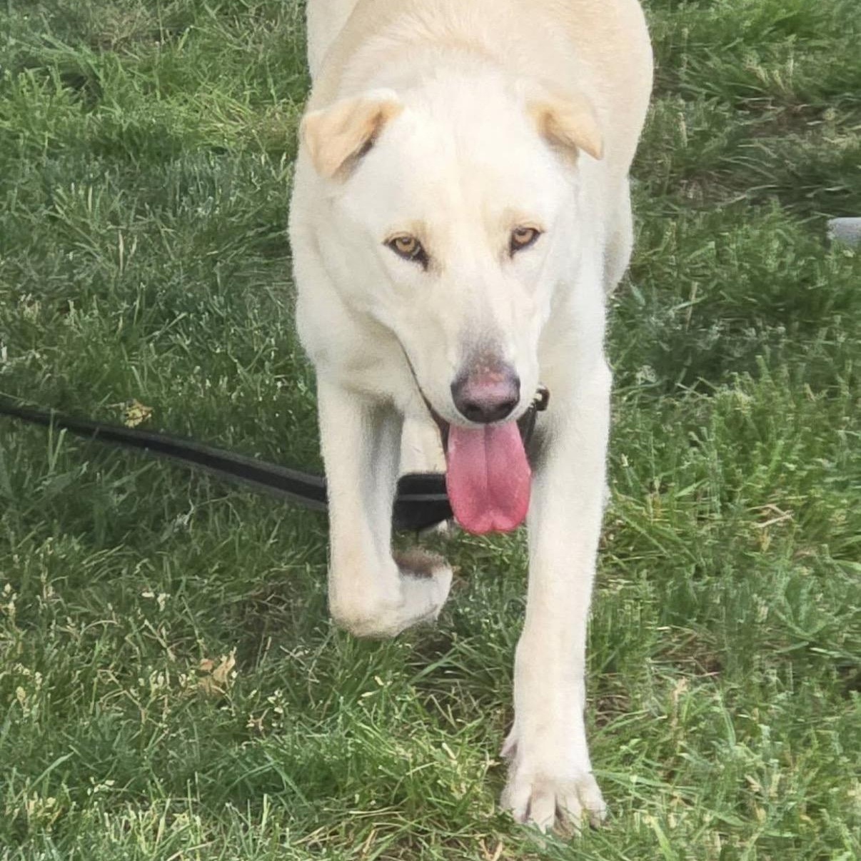 AURA-Local, a ADOPTABLE mixed breed in Warwick, RI image 4/6