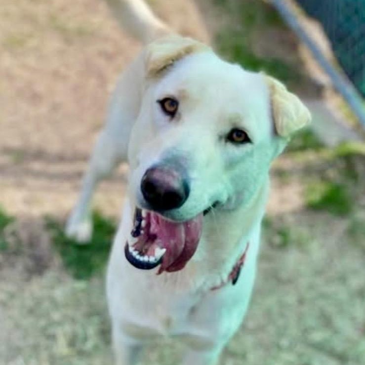 AURA-Local, ADOPTABLE, Adult Female Labrador Retriever.