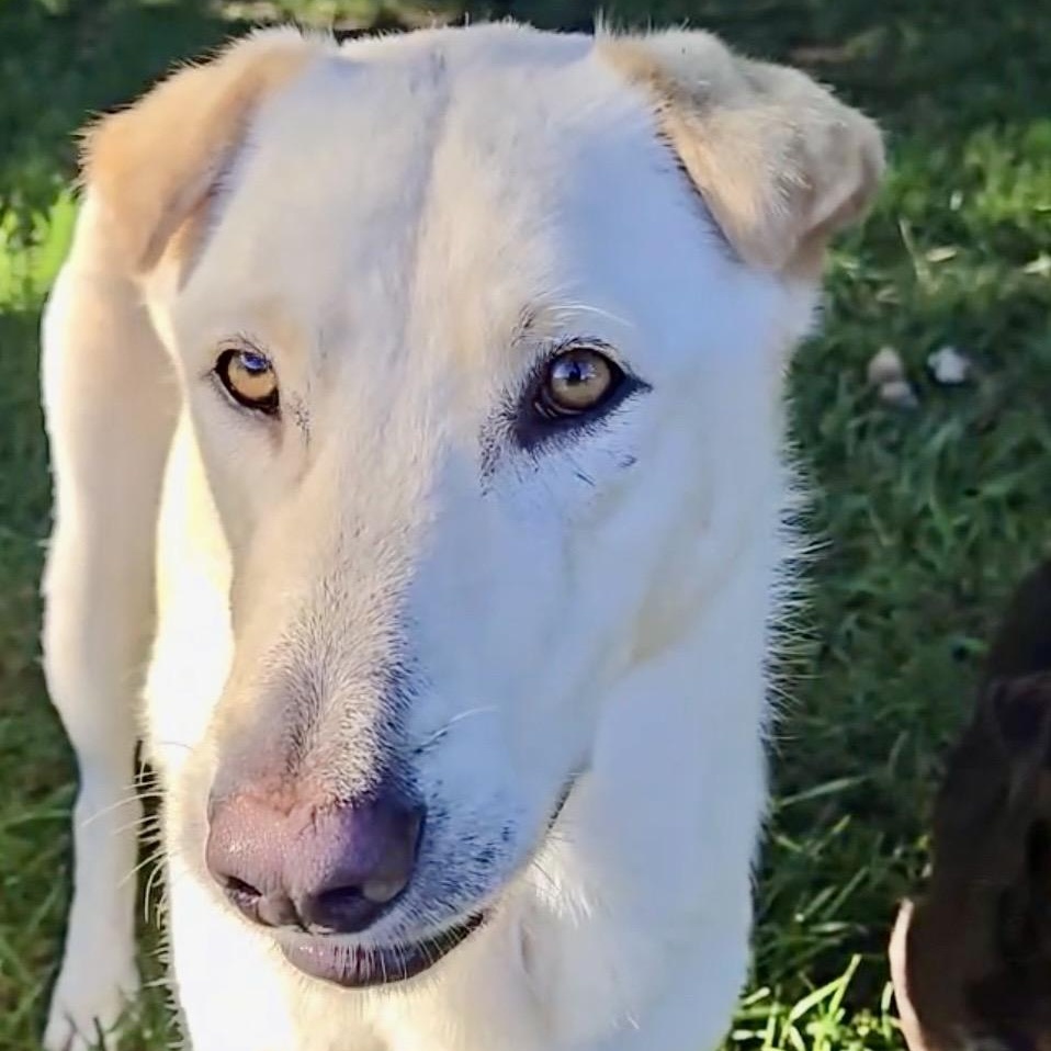Enlarge AURA-Local, a ADOPTABLE mixed breed in Warwick, RI image 3/6