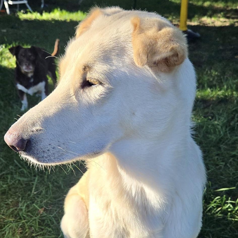 Enlarge AURA-Local, a ADOPTABLE mixed breed in Warwick, RI image 5/6