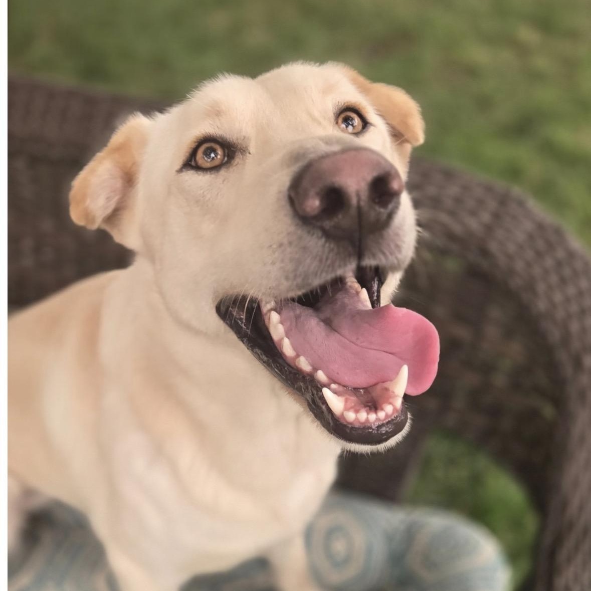 Enlarge AURA-Local, a ADOPTABLE mixed breed in Warwick, RI image 1/6