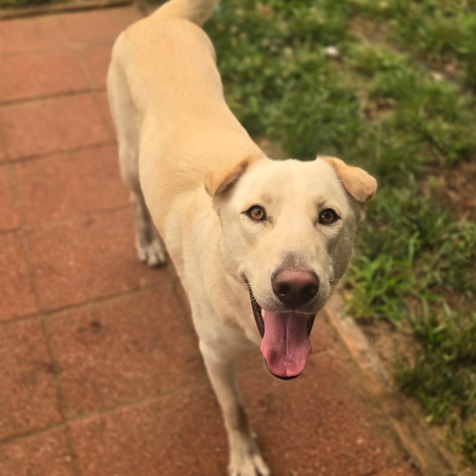 Enlarge AURA-Local, a ADOPTABLE mixed breed in Warwick, RI image 2/6