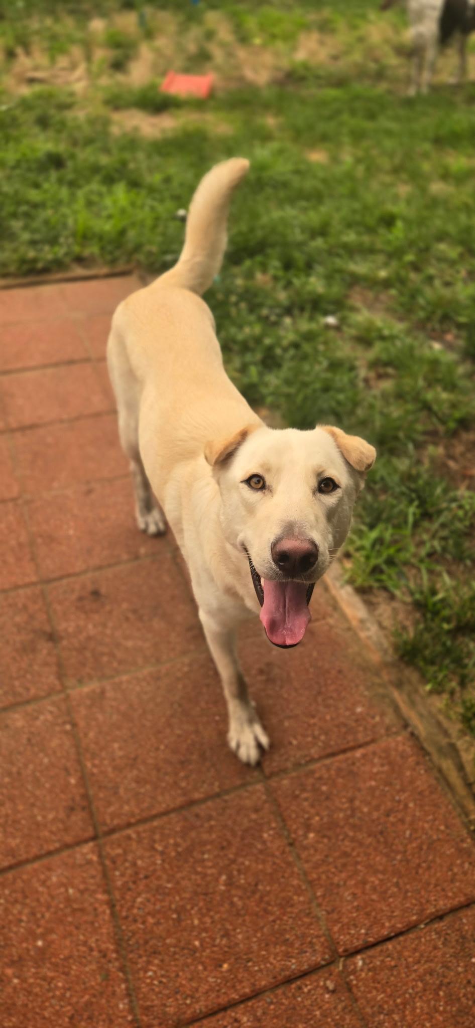 AURA-Local, a ADOPTABLE mixed breed in Warwick, RI image 3/3