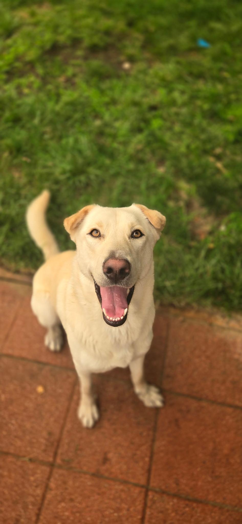 AURA-Local, ADOPTABLE, Adult Female Labrador Retriever.