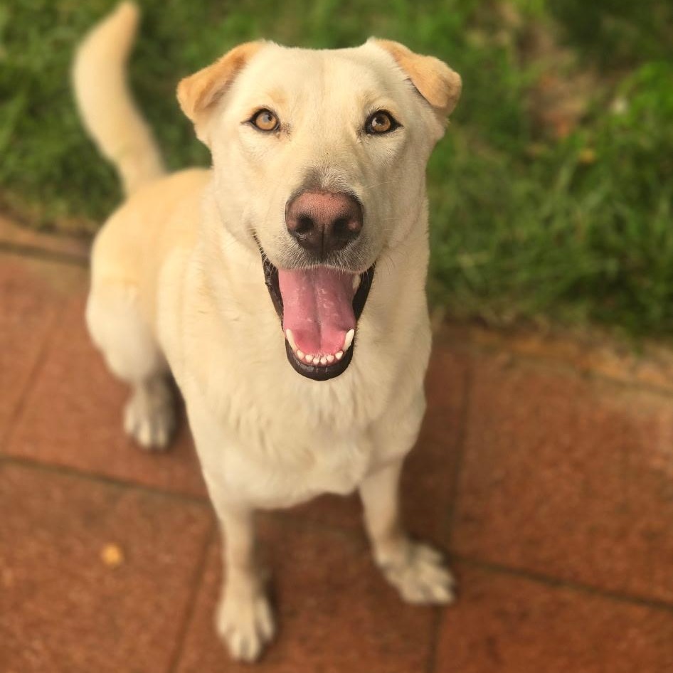 Enlarge AURA-Local, a ADOPTABLE mixed breed in Warwick, RI image 4/6
