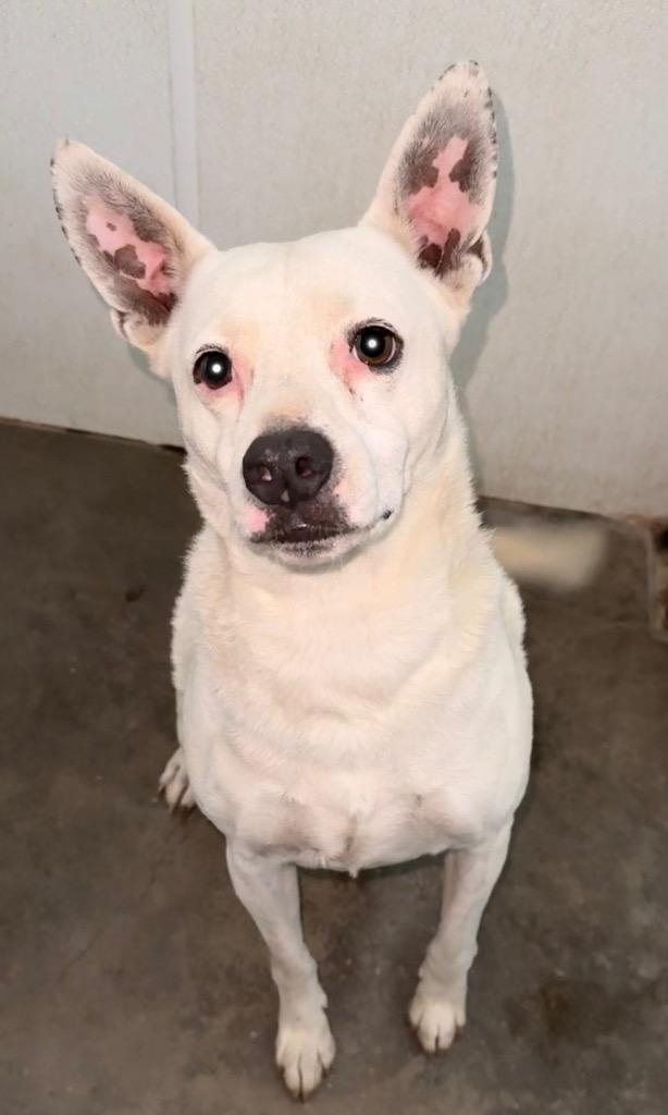 Duke, a Adoptable mixed breed in Thousand Oaks, CA image 1/2