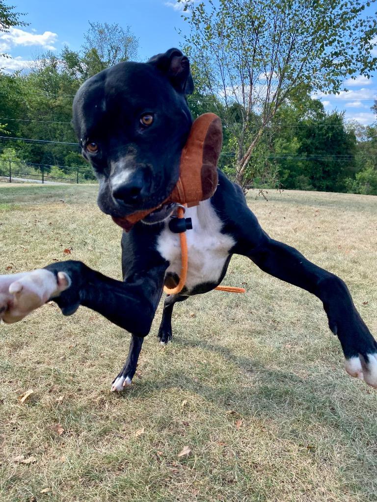 DOMINO, Adoptable, Young Male Terrier.