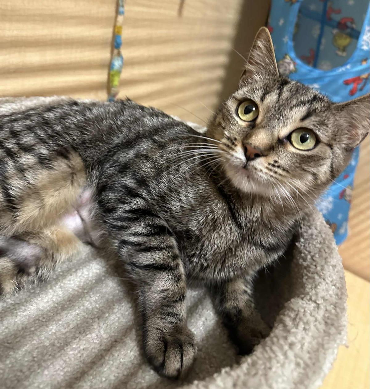Sissy Ellsworth, Adoptable, Kitten Female Domestic Short Hair & Tabby.