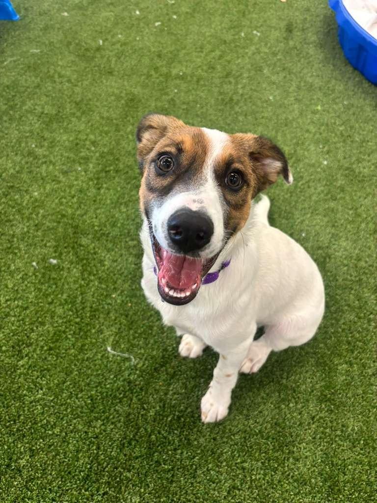 Moss, Adoptable, Puppy Male Collie & Shepherd.