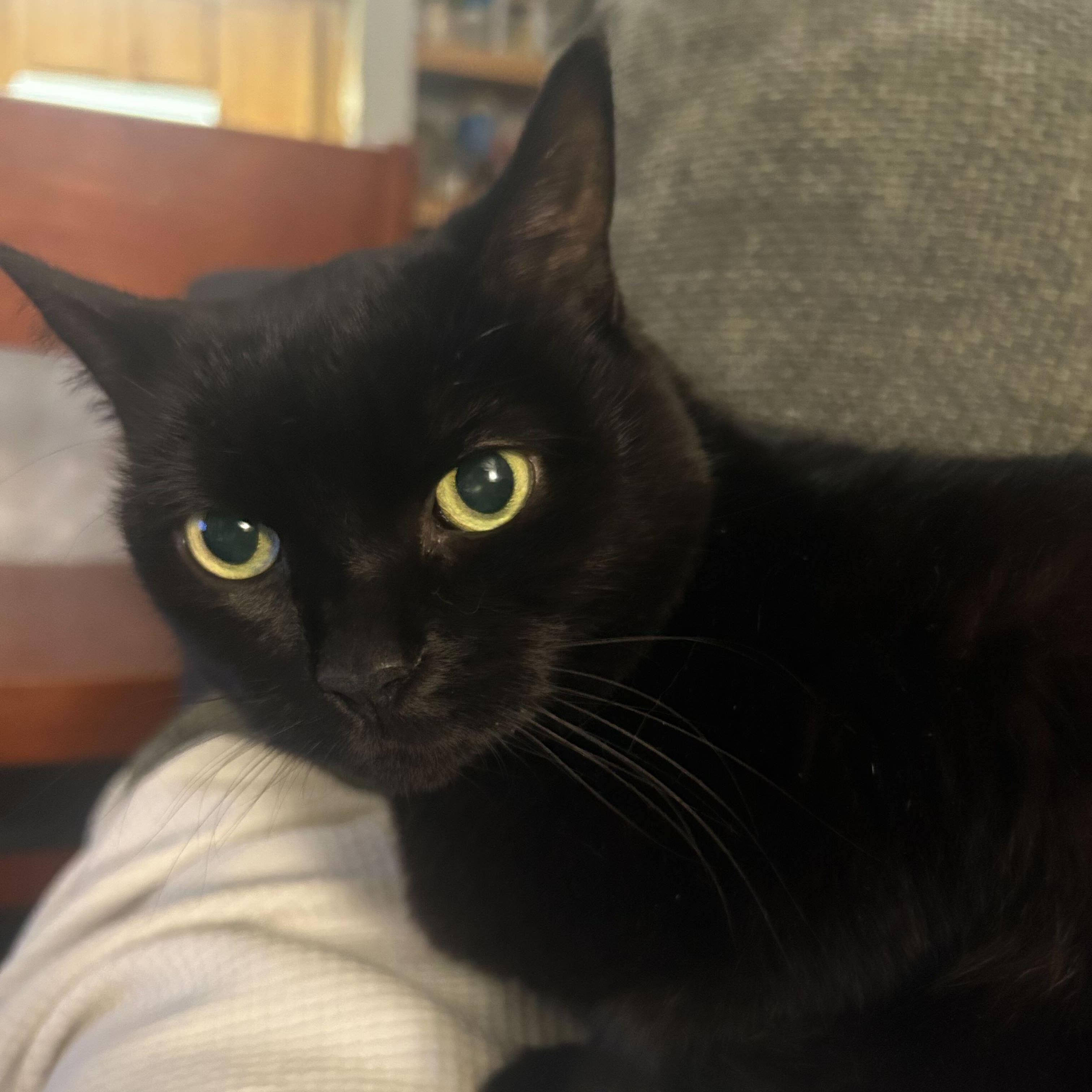 Lucy, Adoptable, Senior Female Domestic Medium Hair.