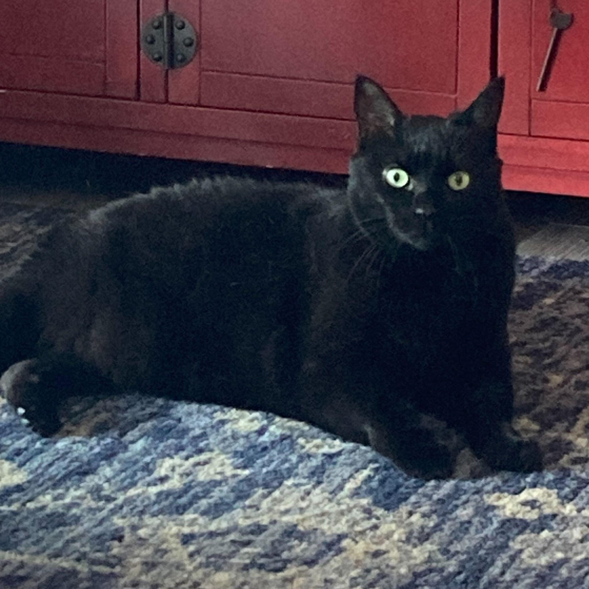 Enlarge Lucy, a Adoptable Domestic Medium Hair in Waltham, MA image 6/6