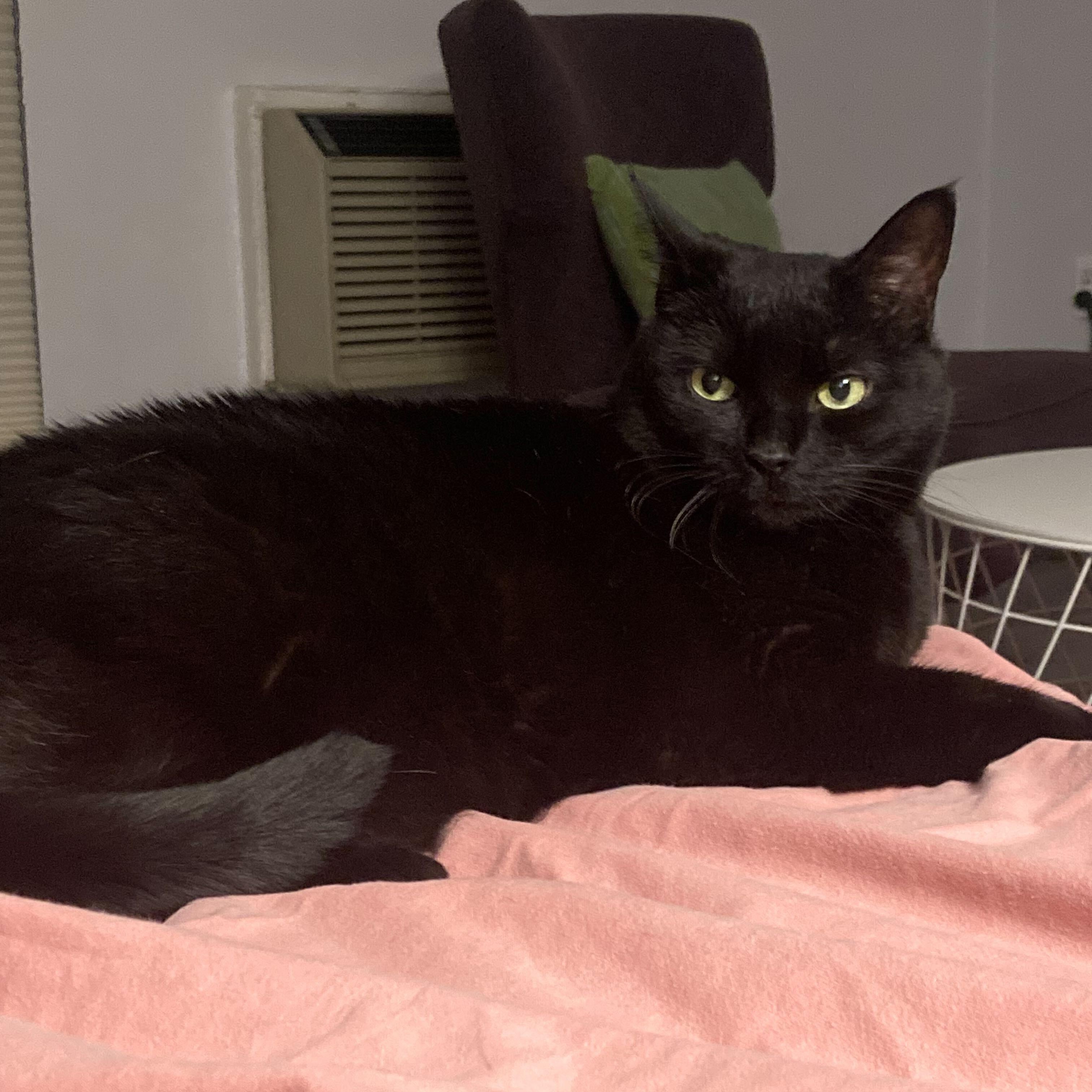 Enlarge Lucy, a Adoptable Domestic Medium Hair in Waltham, MA image 4/6