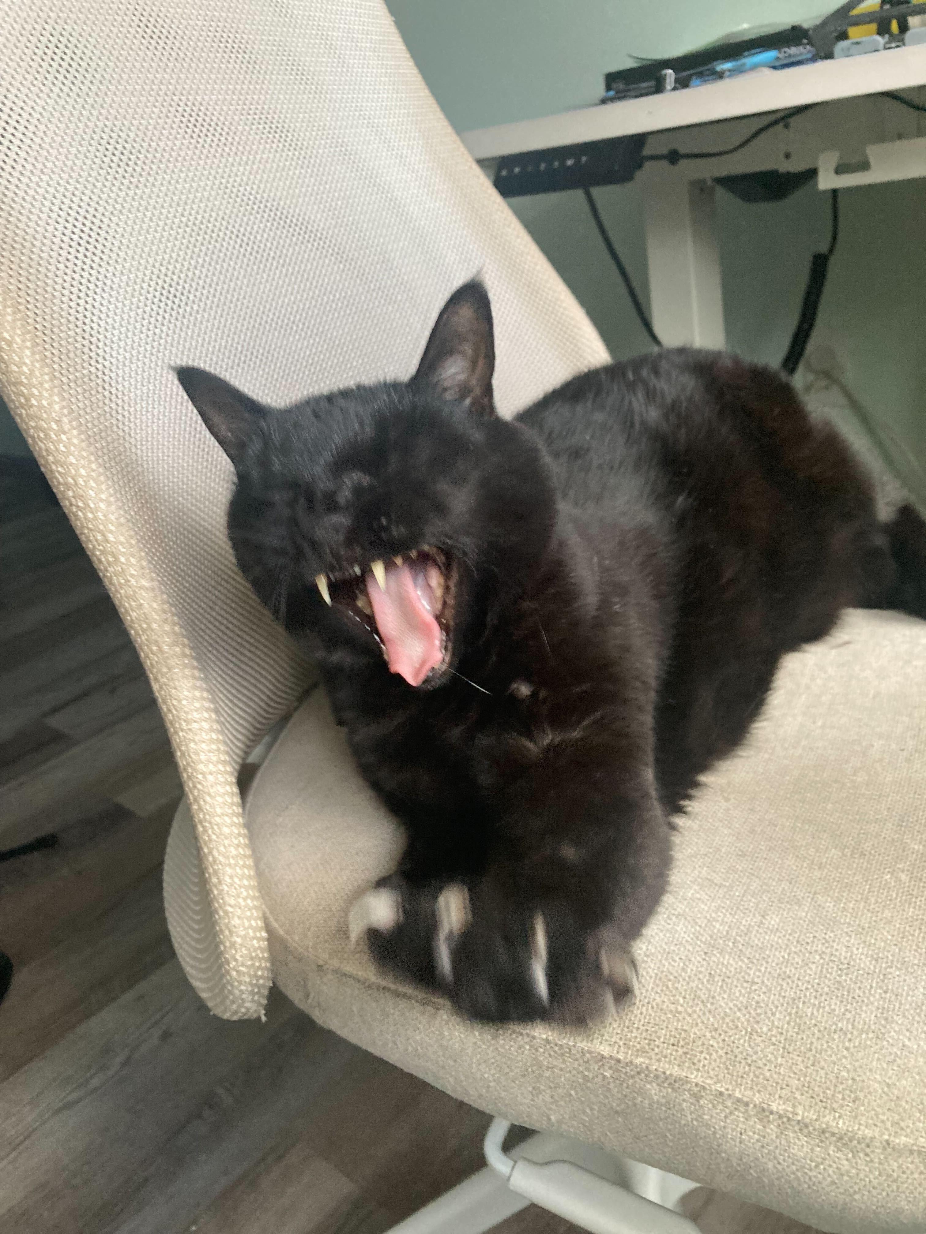 Enlarge Lucy, a Adoptable Domestic Medium Hair in Waltham, MA image 3/6