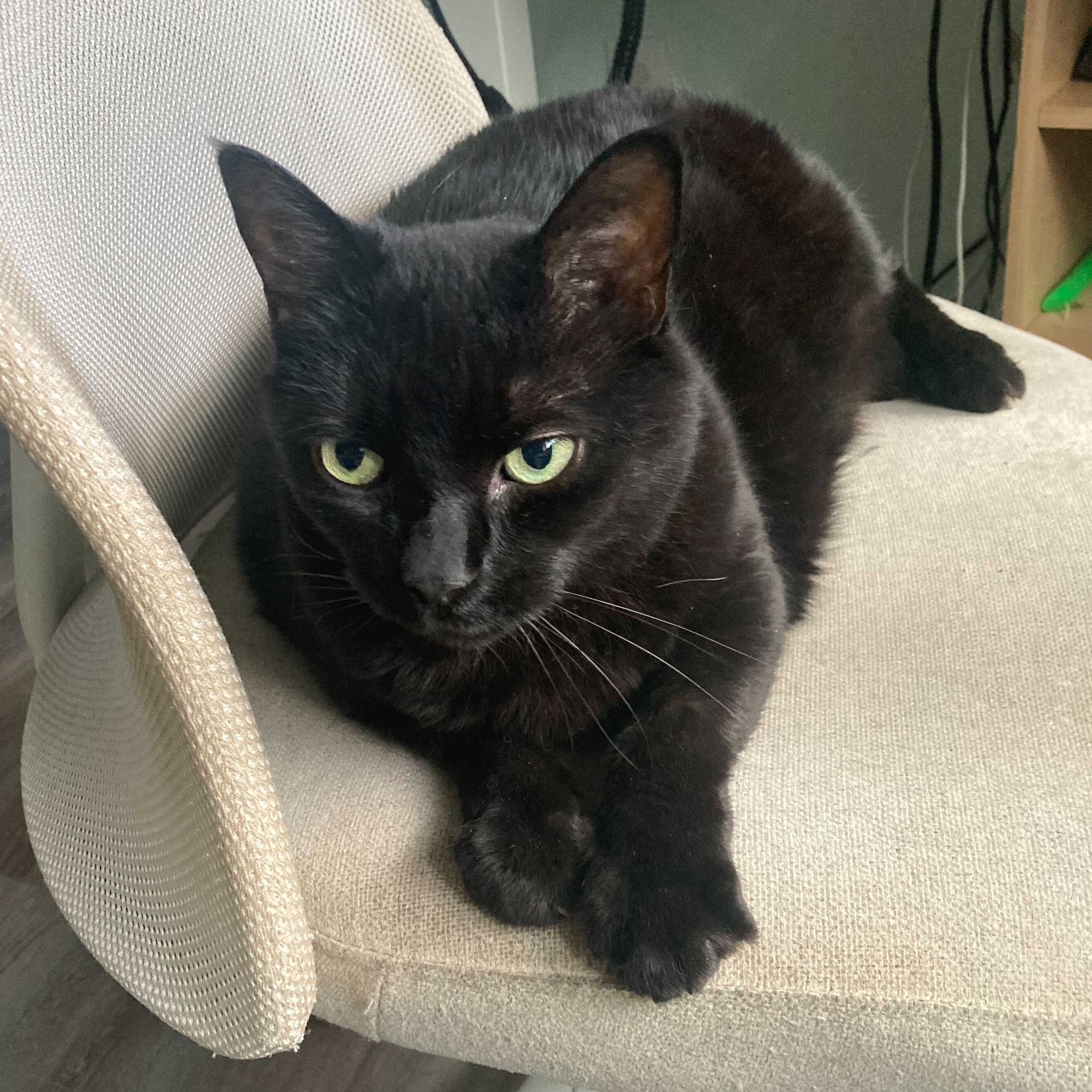 Enlarge Lucy, a Adoptable Domestic Medium Hair in Waltham, MA image 2/6