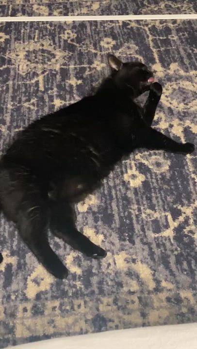 Enlarge Lucy, a Adoptable Domestic Medium Hair in Waltham, MA video 5/6