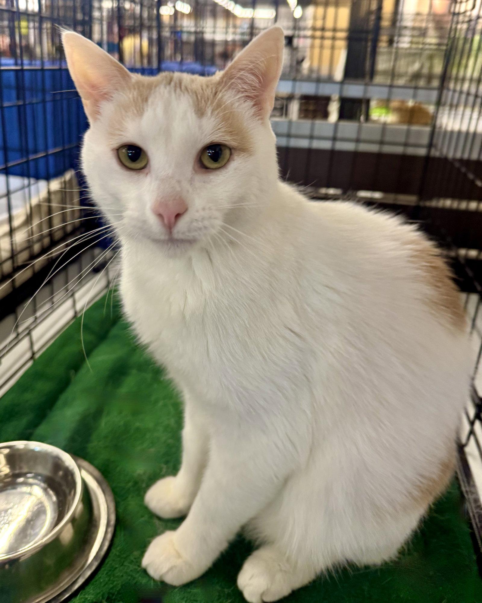 Oliver, Adoptable, Adult Male Domestic Short Hair.