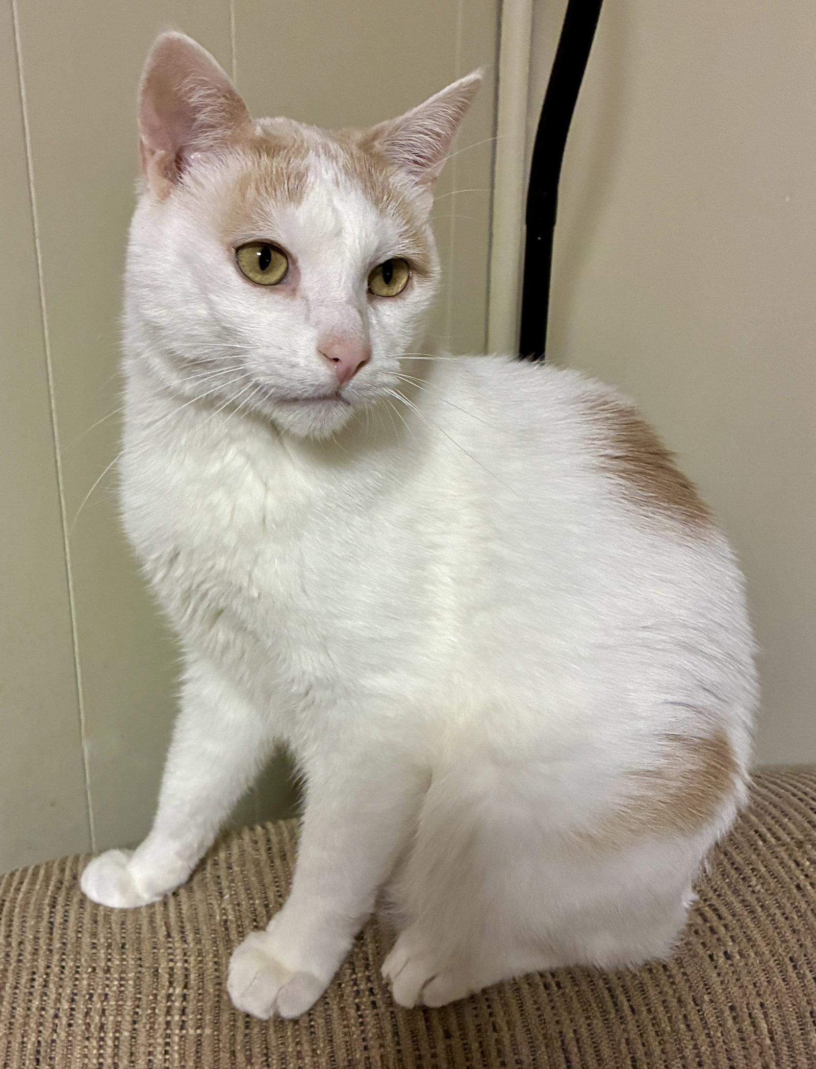 Enlarge Oliver, a Adoptable Domestic Short Hair in Forest Lake, MN image 2/2