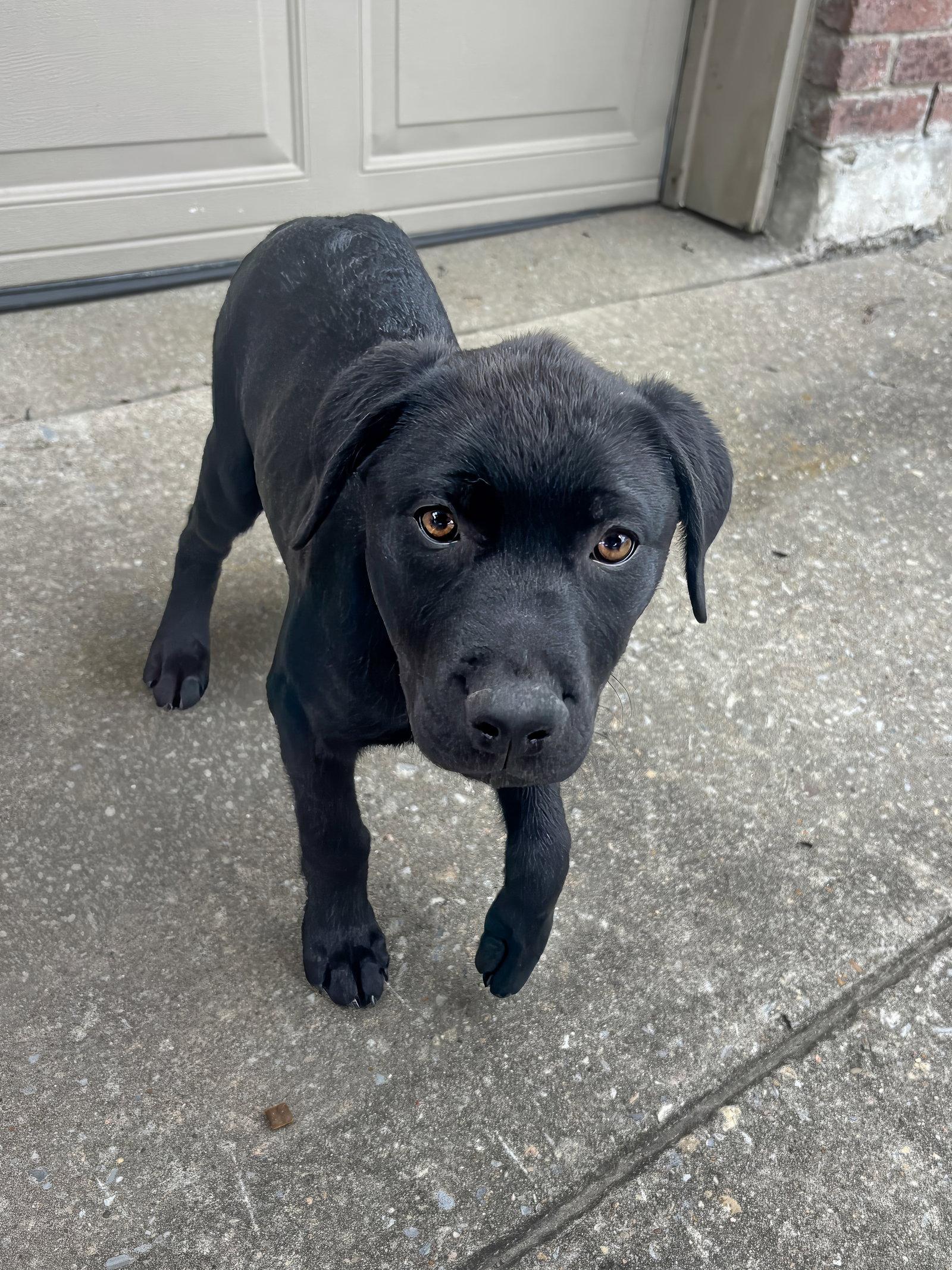 Vanta, Adoptable, Puppy Female Rottweiler & Pointer.