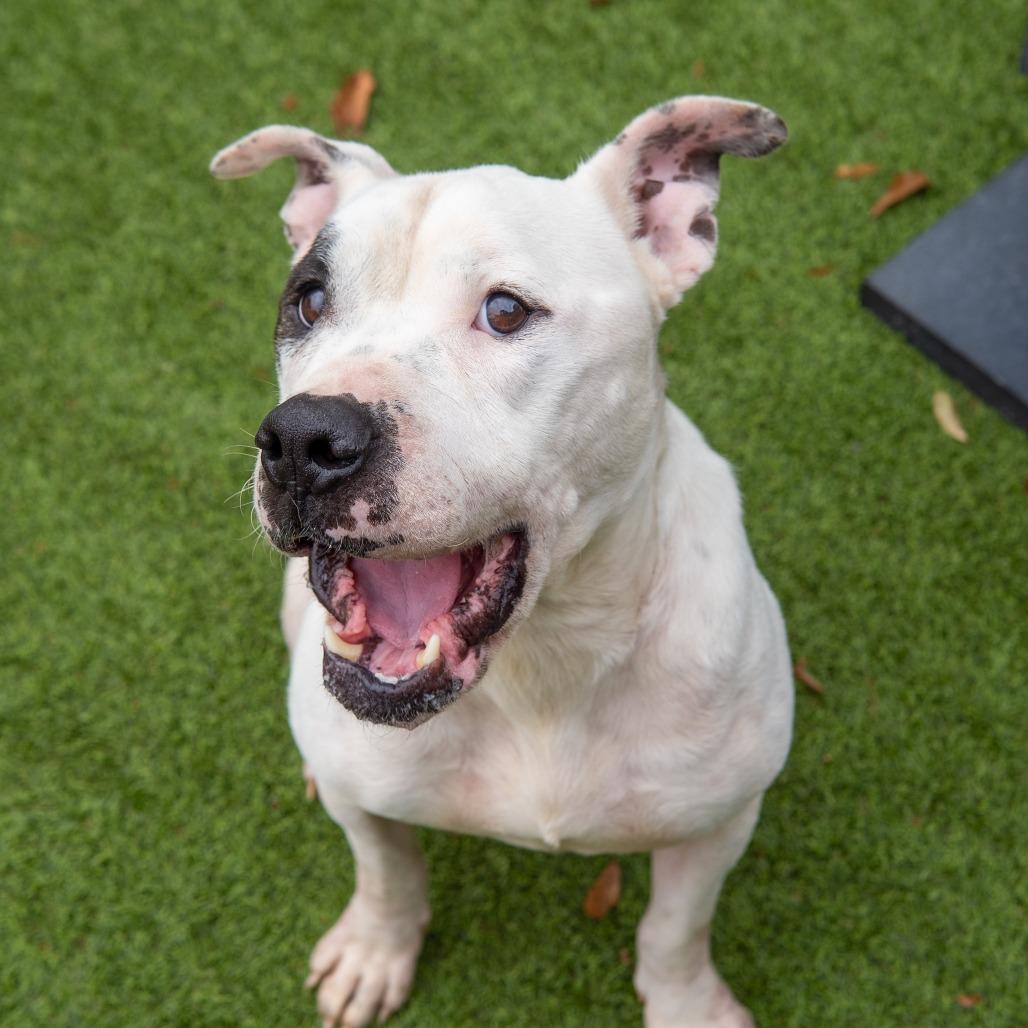 Enlarge Rascal, a Adoptable mixed breed in Gainesville, GA image 1/4