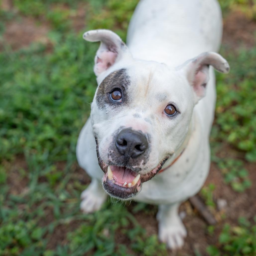 Rascal, a Adoptable mixed breed in Gainesville, GA image 2/6