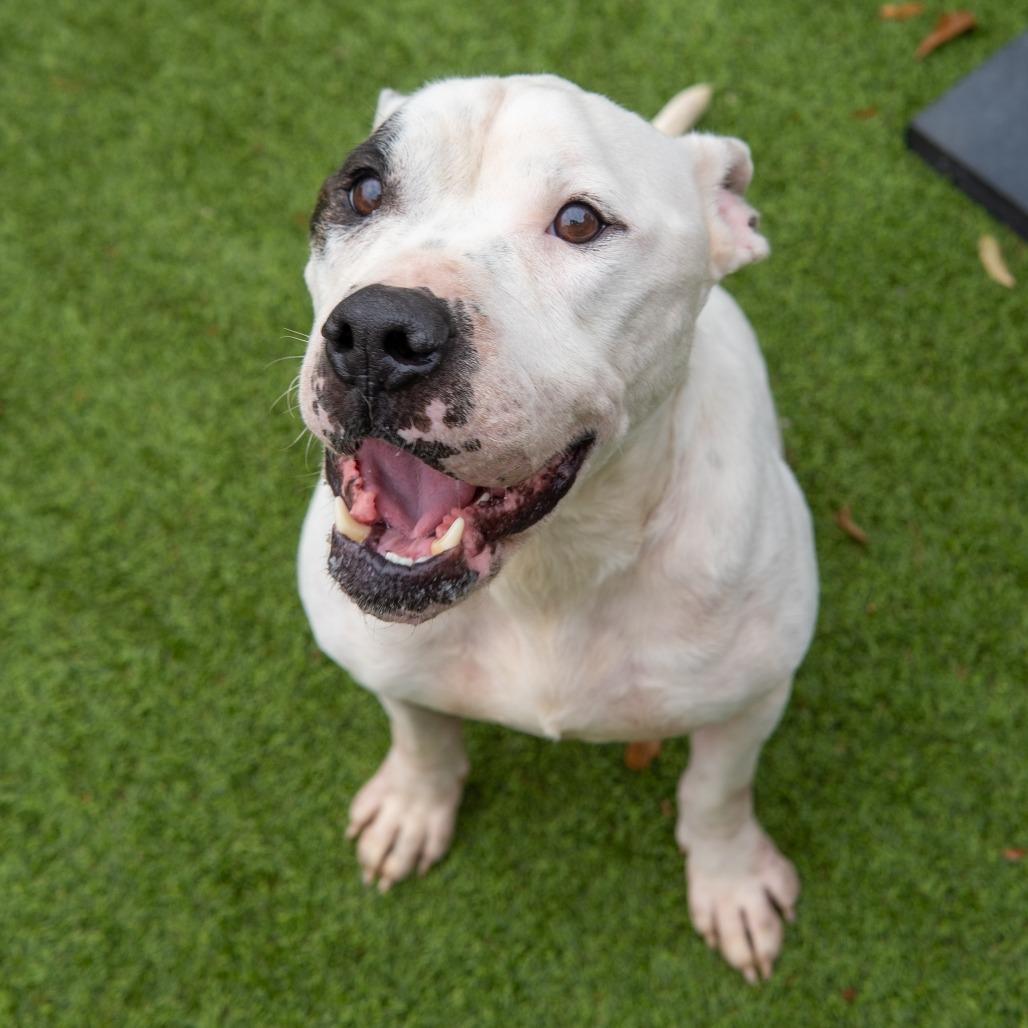 Enlarge Rascal, a Adoptable mixed breed in Gainesville, GA image 2/4
