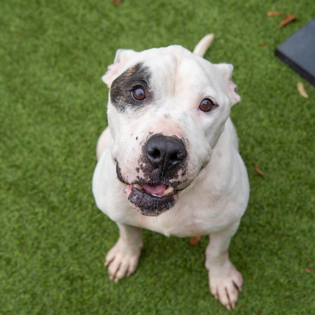 Enlarge Rascal, a Adoptable mixed breed in Gainesville, GA image 3/4