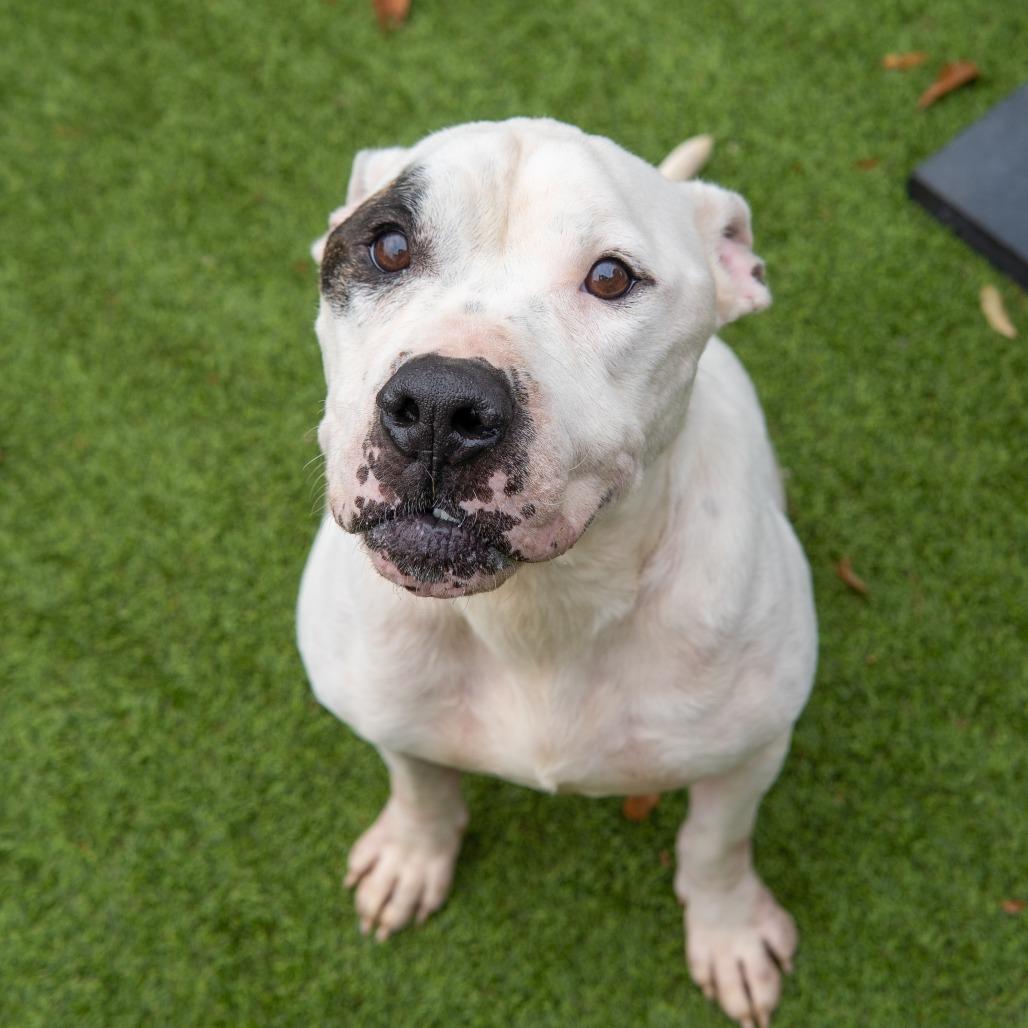 Enlarge Rascal, a Adoptable mixed breed in Gainesville, GA image 4/4