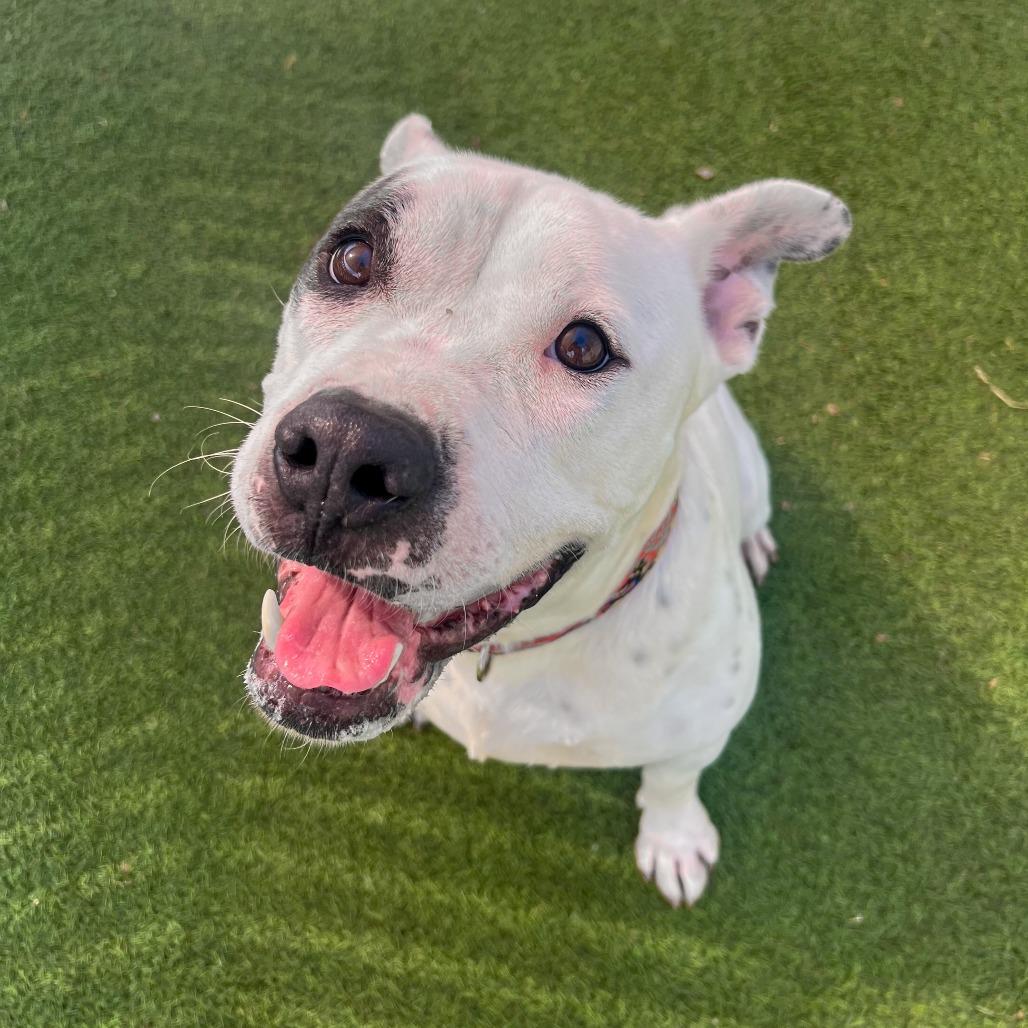 Enlarge Rascal, a Adoptable mixed breed in Gainesville, GA image 5/6