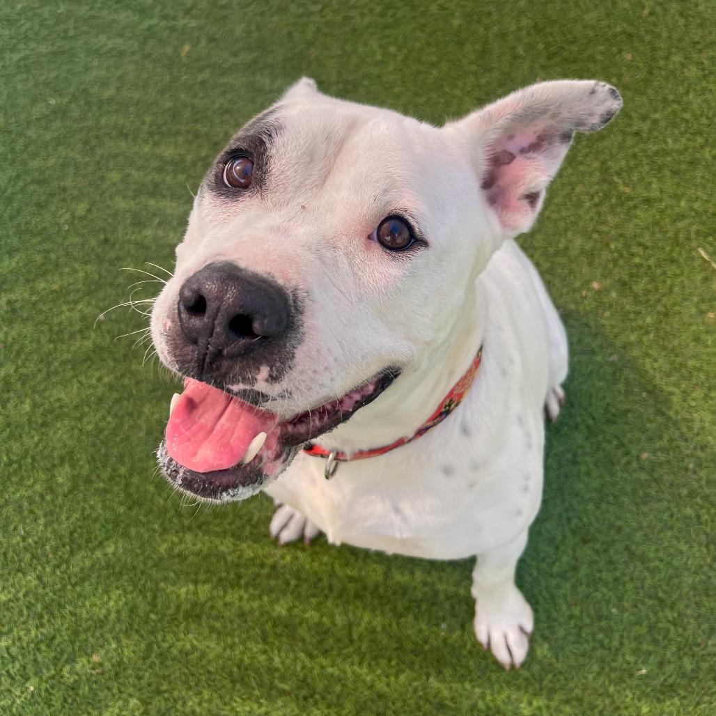 Enlarge Rascal, a Adoptable mixed breed in Gainesville, GA image 6/6