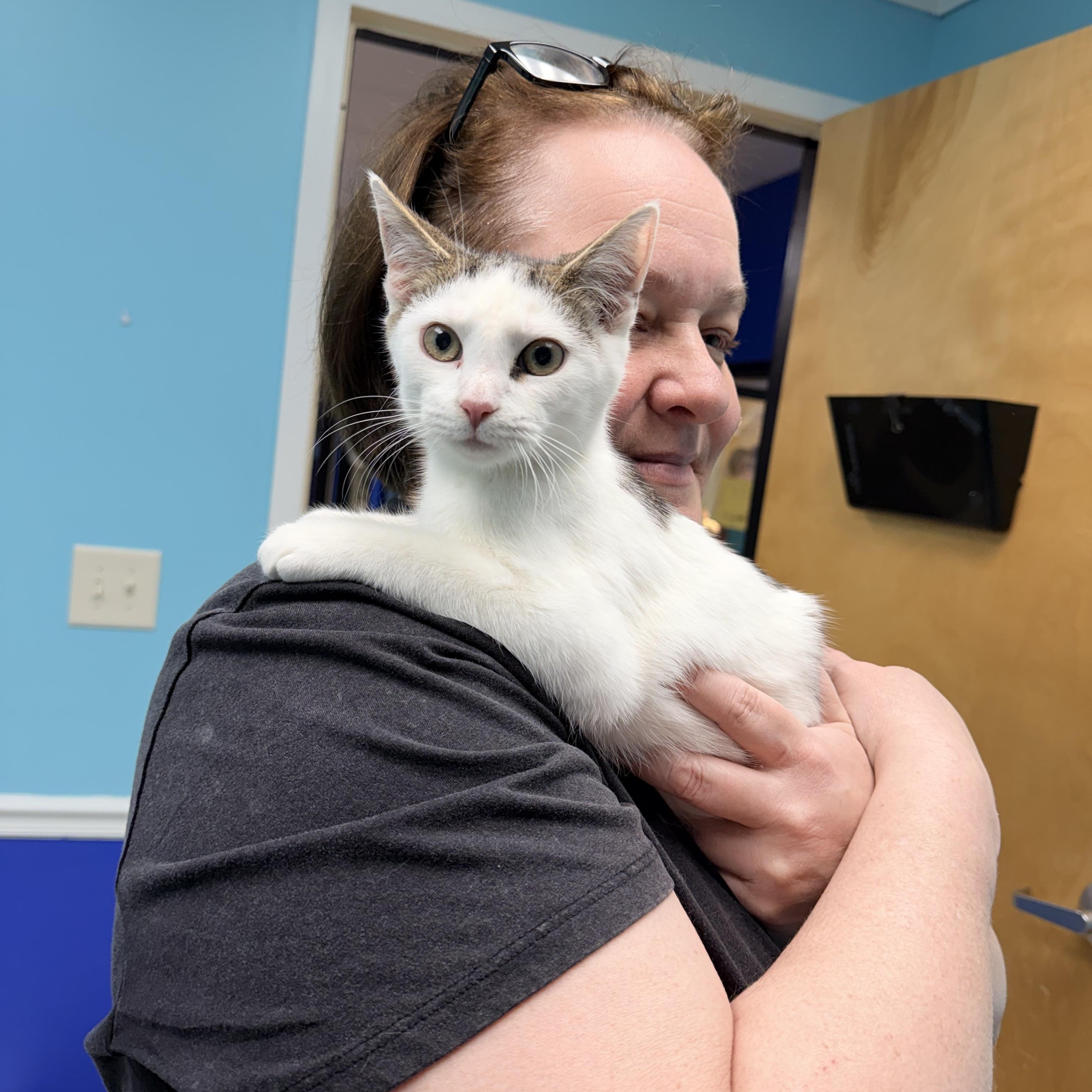 Enlarge Herbie, an adopted Domestic Short Hair in Greensboro, NC image 3/3