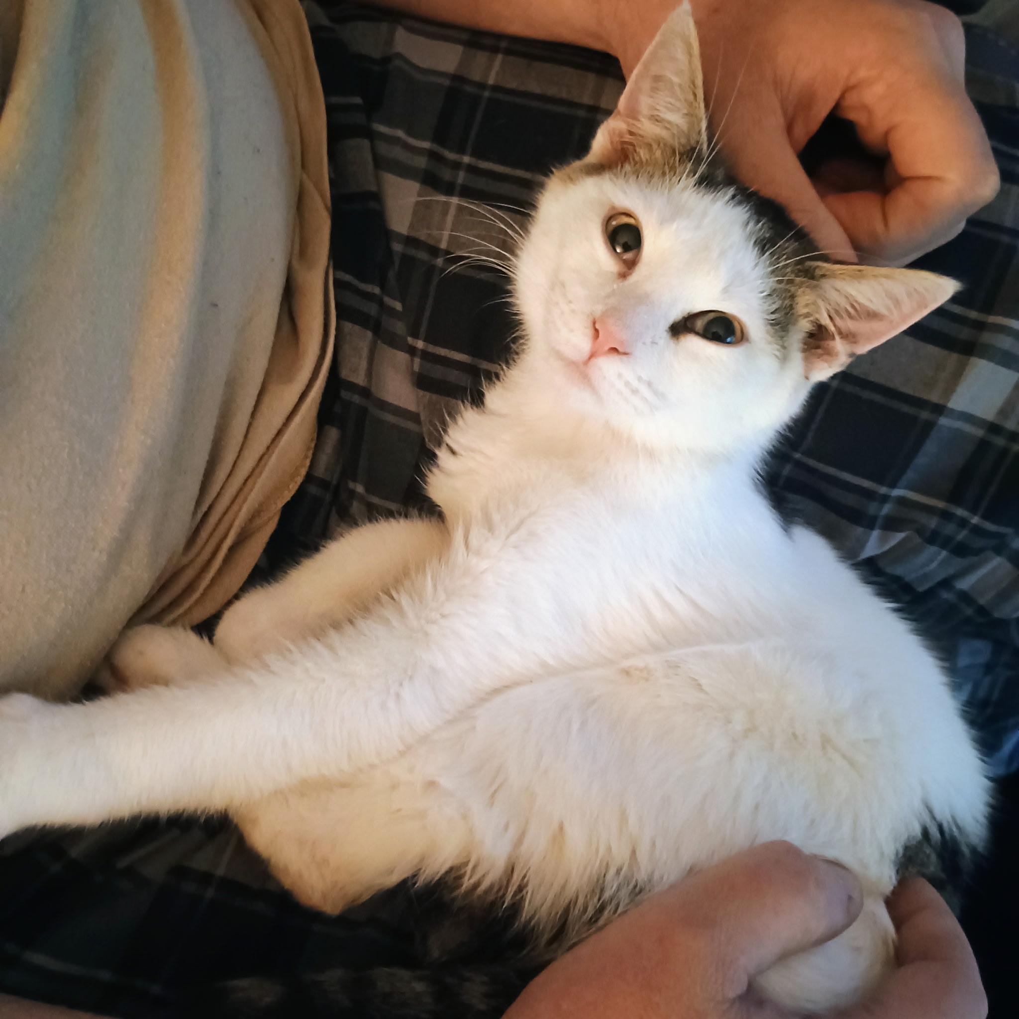 Enlarge Herbie, an adopted Domestic Short Hair in Greensboro, NC image 1/3