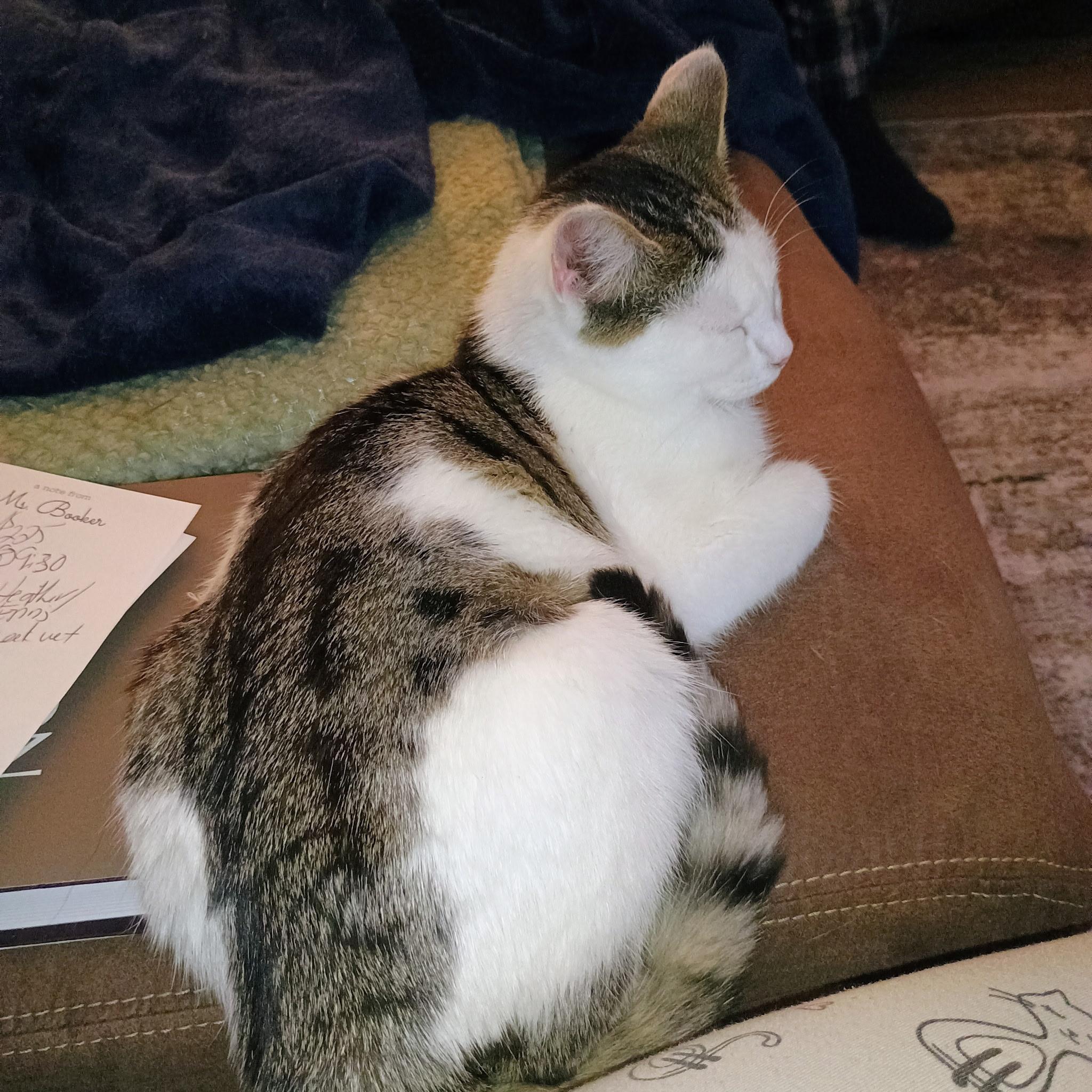 Enlarge Herbie, an adopted Domestic Short Hair in Greensboro, NC image 2/3