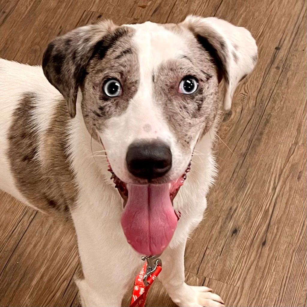 Hannah, Adoptable, Adult Female Catahoula Leopard Dog & Terrier.