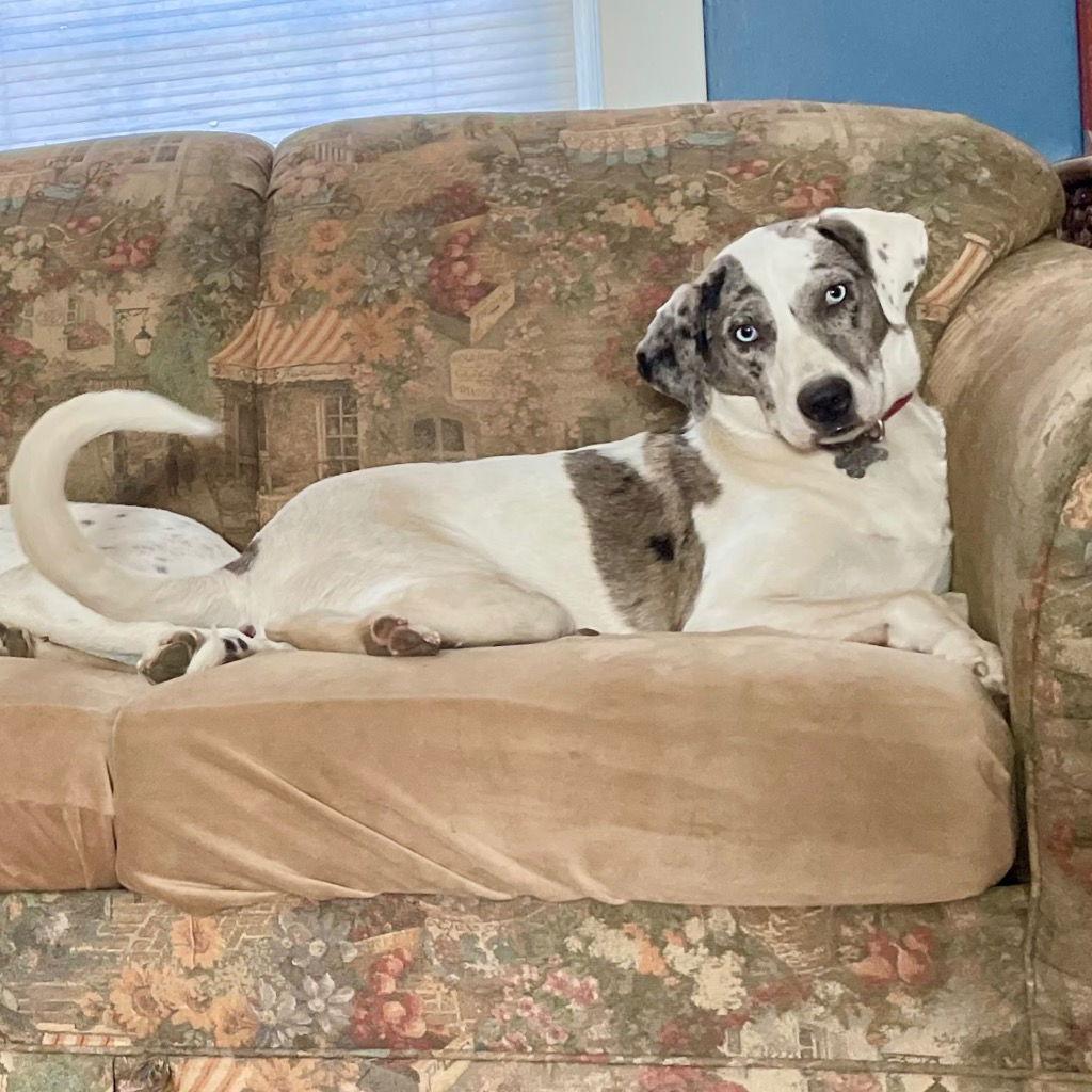 Enlarge Hannah, a Adoptable mixed breed in Bloomfield, CT image 2/3