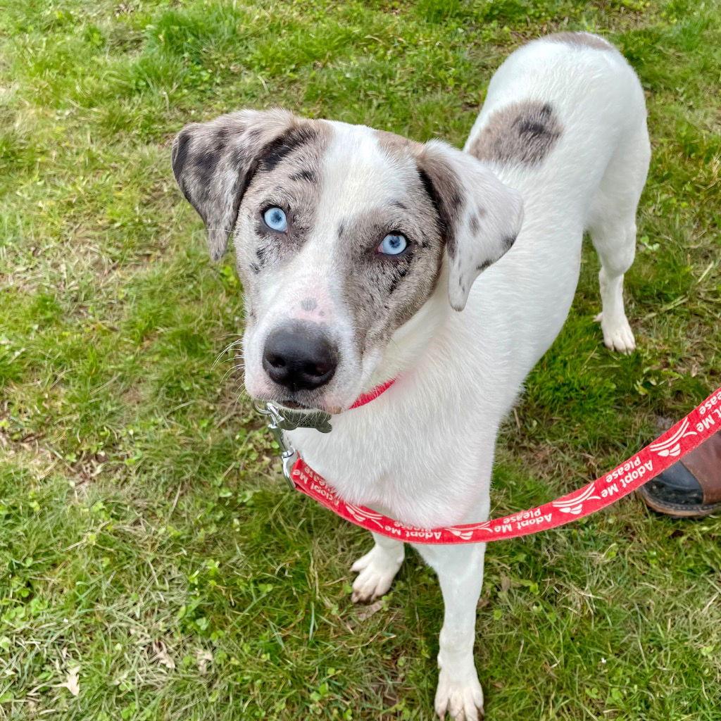Enlarge Hannah, a Adoptable mixed breed in Bloomfield, CT image 3/3